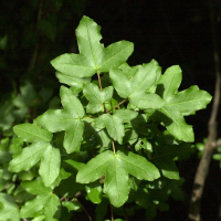 Acer monspessulanum (Érable de Montpellier)