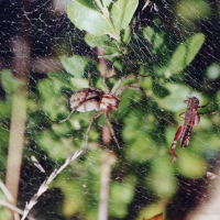 Agelena labyrinthica (Araignée labyrinthe)