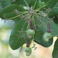 anacardium_occidentale9db