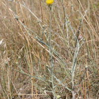 Centaurea solstitialis (Centaurée du solstice)