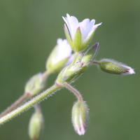 cerastium_fontanum4md (Cerastium fontanum)