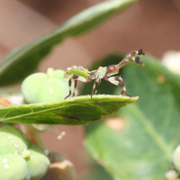 chariesterus_sp2md (Chariesterus sp.)