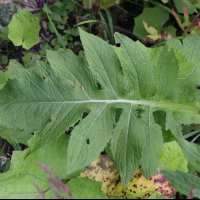 cirsium_oleraceum7md (Cirsium oleraceum)