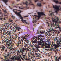 Colchicum bulbocodium (Bulbocode de printemps)