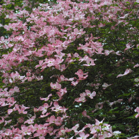 Cornus florida cv rubra (Cornouiller à fleurs)