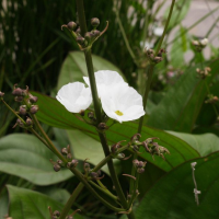 Echinodorus cordifolius (Echinodorus)