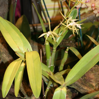 Epidendrum ciliare (Epidendrum)