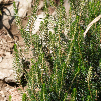 erica_vagans1bmd (Erica vagans)