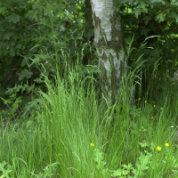 Festuca rubra (Fétuque rouge)