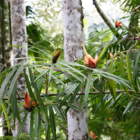 freycinetia_multiflora4md