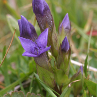 gentianella_campestris2amd