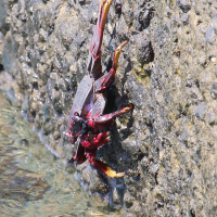 Grapsus adscensionis (Crabe, Crabe rouge)