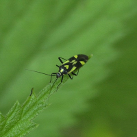 Grypocoris sexguttatus (Punaise à 6 taches)