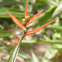 heliconia_acuminata2md