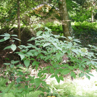 Hydrangea heteromalla (Hydrangea)