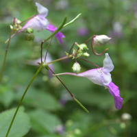 impatiens_balfourii3md