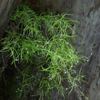 Moehringia muscosa (Moehringie fausse mousse)