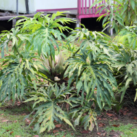 Philodendron radiatum (Philodendron)