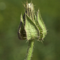 picris_echioides4md