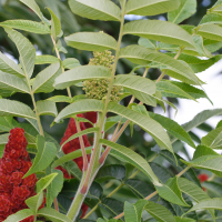 rhus_typhina7md