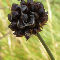Allium vineale (Ail des vignes)