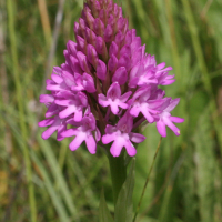 anacamptis_pyramidalis2md (Anacamptis pyramidalis)