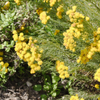 Galatella linosyris (Linosyris, Aster à feuilles d'osyris)