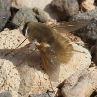 bombylius_pintuarius2bd (Bombylius pintuarius)