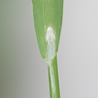 briza_maxima3md (Briza maxima)