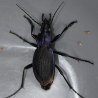 carabus_problematicus5md (Carabus problematicus)