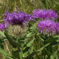 Centaurea_uniflora (Centaurea uniflora)