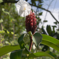 Cheilocostus_speciosus