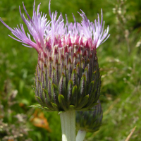 cirsium_heterophyllum7md (Cirsium heterophyllum)