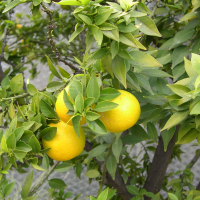 Citrus aurantium myrtifolia (Oranger amer, Bigaradier à feuilles de myrte)