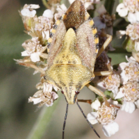 codophila_varia7md (Codophila varia)