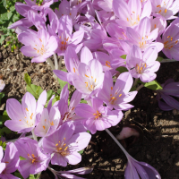 colchicum_byzantinum2md