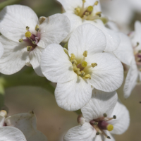 crambe_maritima1cbd