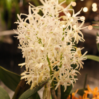 dendrobium_speciosum2md (Dendrobium speciosum)