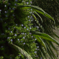 echium_pininana1bmd