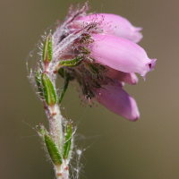 erica_tetralix3md (Erica tetralix)