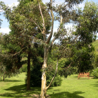 Eucalyptus perriniana (Eucalyptus)
