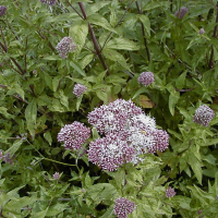 eupatorium_cannabinum2md (Eupatorium cannabinum)