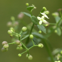 galium_mollugo_erectum2md