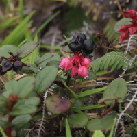 gaultheria_swartzii3bd