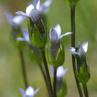 gentianella_tenella2abd