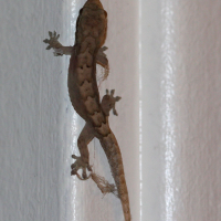 Hemidactylus mabouia (Gecko des maisons, Mabouya)