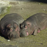 Hippopotamus amphibius (Hippopotame)