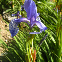 iris_sibirica3md