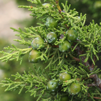 Juniperus phoenicea (Genévrier de Phénicie)