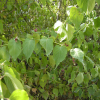Leycesteria formosa (Arbre aux faisans, Chèvrefeuille de l'Himalaya)